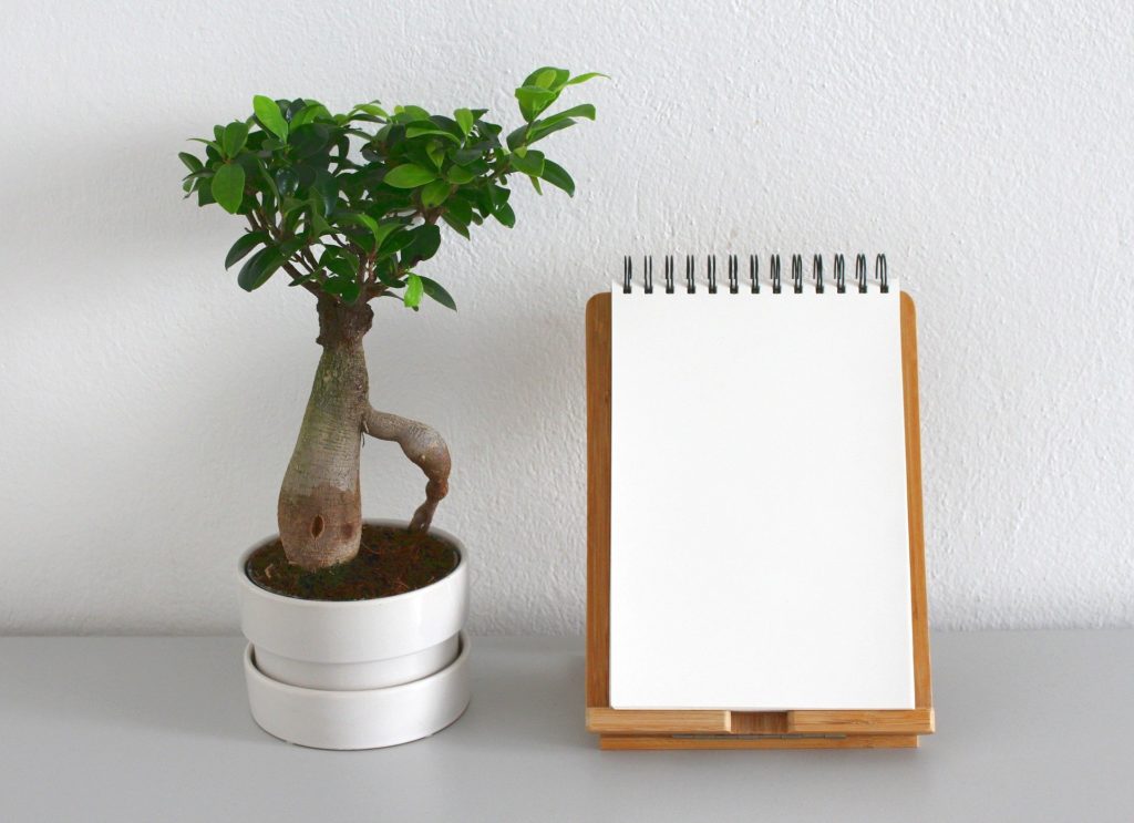 Plant and Notepad